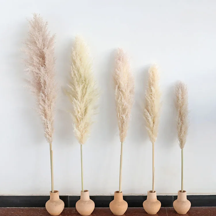 2022 wholesale natural real dried pampas low price fluffy large pampas grass for home wedding indoor decoration