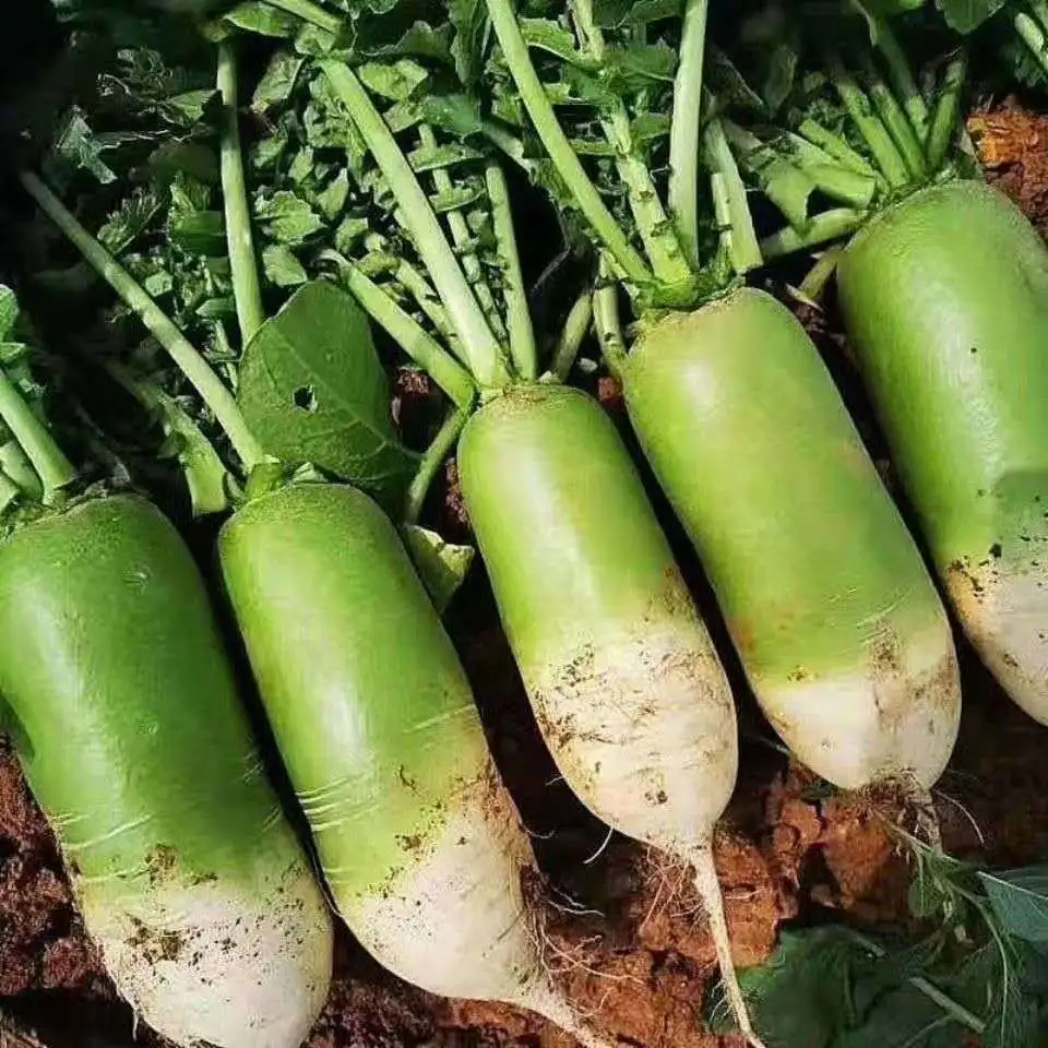 Wholesale farm self-grown organic green vegetable fresh green radish