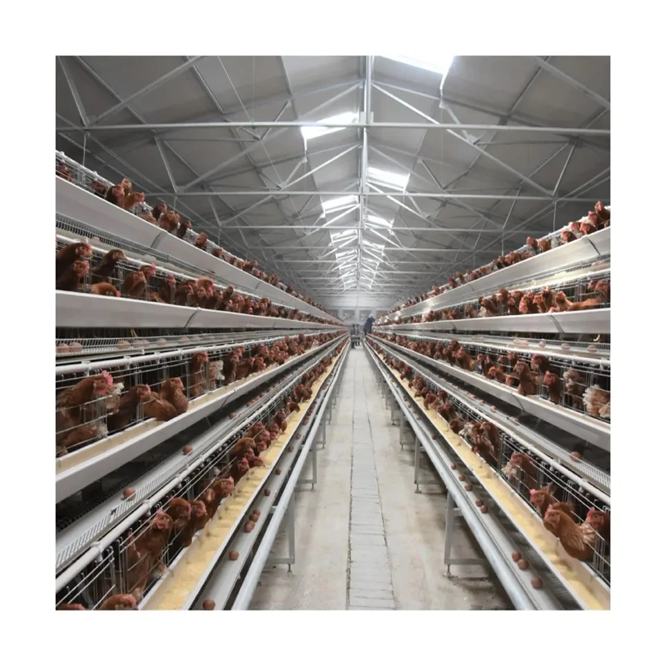 Automatic Poultry Farming Cheap Layer Chicken Cage System For Chicken Coop