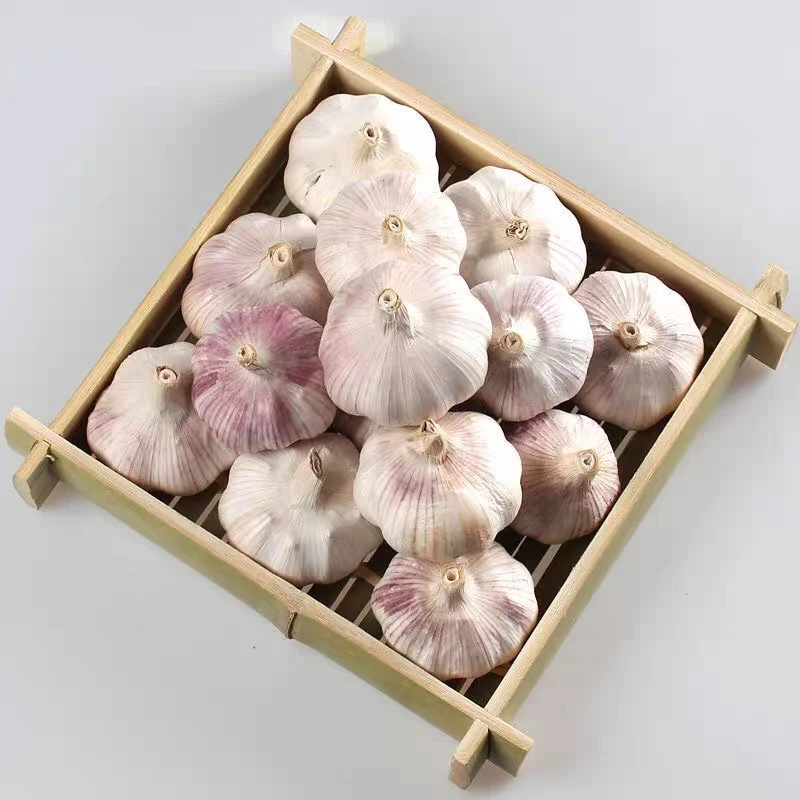 
Fresh Organic Specification Normal White Garlic Fresh Peeled 