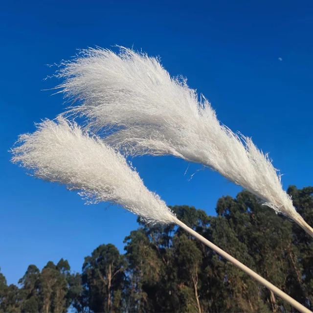 
Ammy High Quality Pampas Grass Large Reeds Dried Flowers For Home Decoration And Office Decoration 