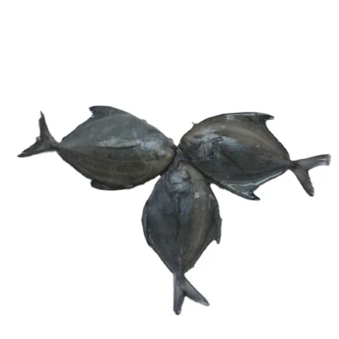 Fresh Frozen Black Pomfret Fish