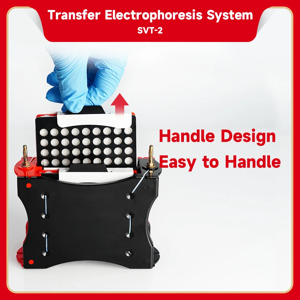 Mini Transfer Electrophoresis Systems Agarose Gel Electrophoresis Apparatus Gel Electrophoresis Equipment From Factory