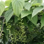 ISO Factory Klife Supply High Quality Pure Natural Wild Yam Root Extract Powder / Tuber for Food