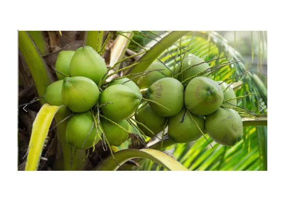 The Best of Healthy Drinking Young and Fresh Coconut Fruit With Weight 900 to 1.200 g From Thailand
