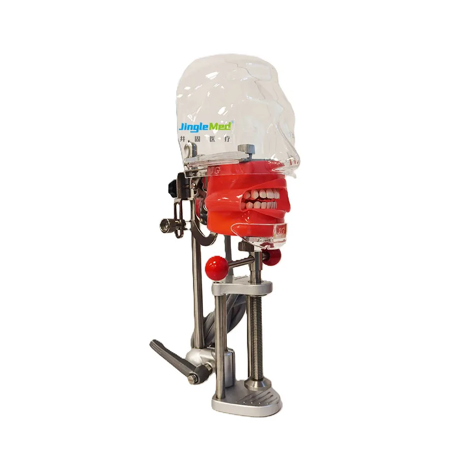 Jinglemed dental-phantom-head nissin dental simulator manikin with transparent phantom head