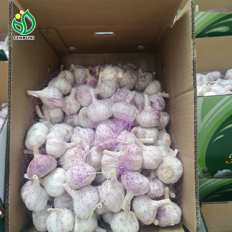 High quality grade A fresh garlic