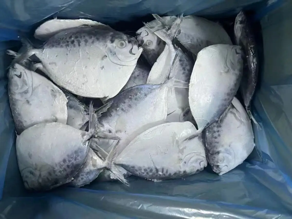 Highly Demand Seafood Frozen Moon Fish for Indonesia Market