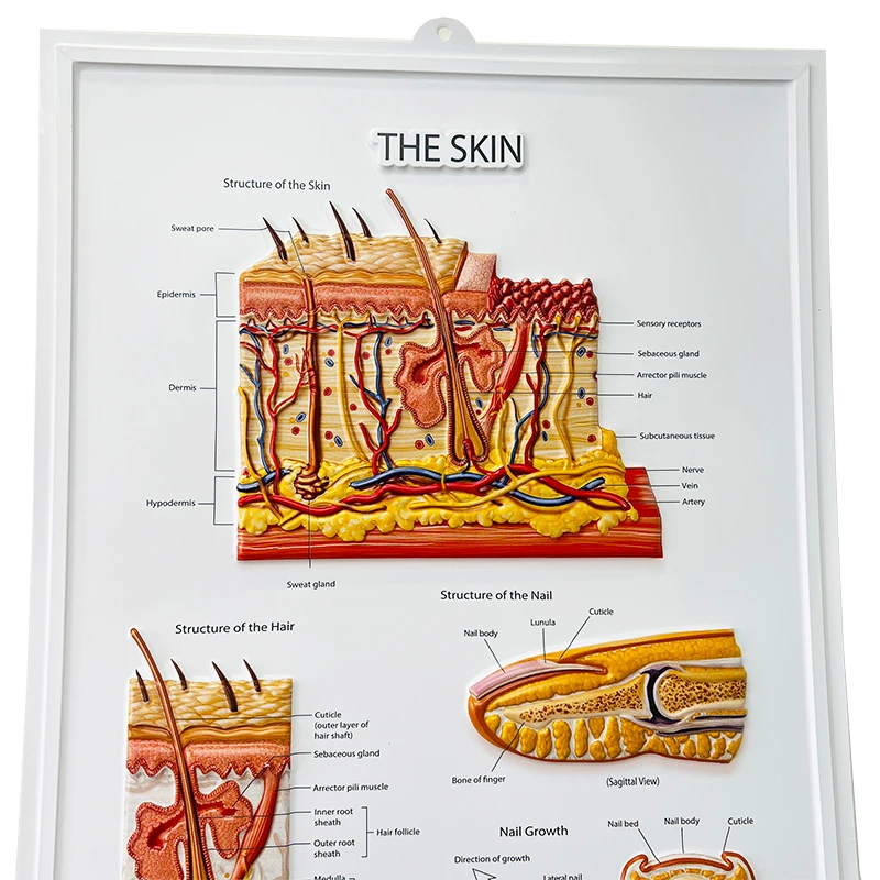 3d medical poster (2)