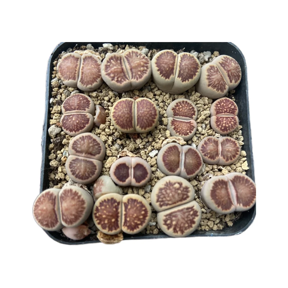 
Wholesale discount 1-3cm indoor potted succulent plant Lithops 