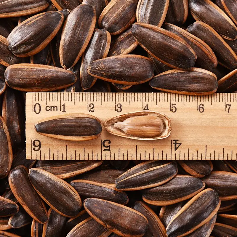 Melon Seeds 361 Sunflower Seeds Organic safflower seeds From Inner Mongolia