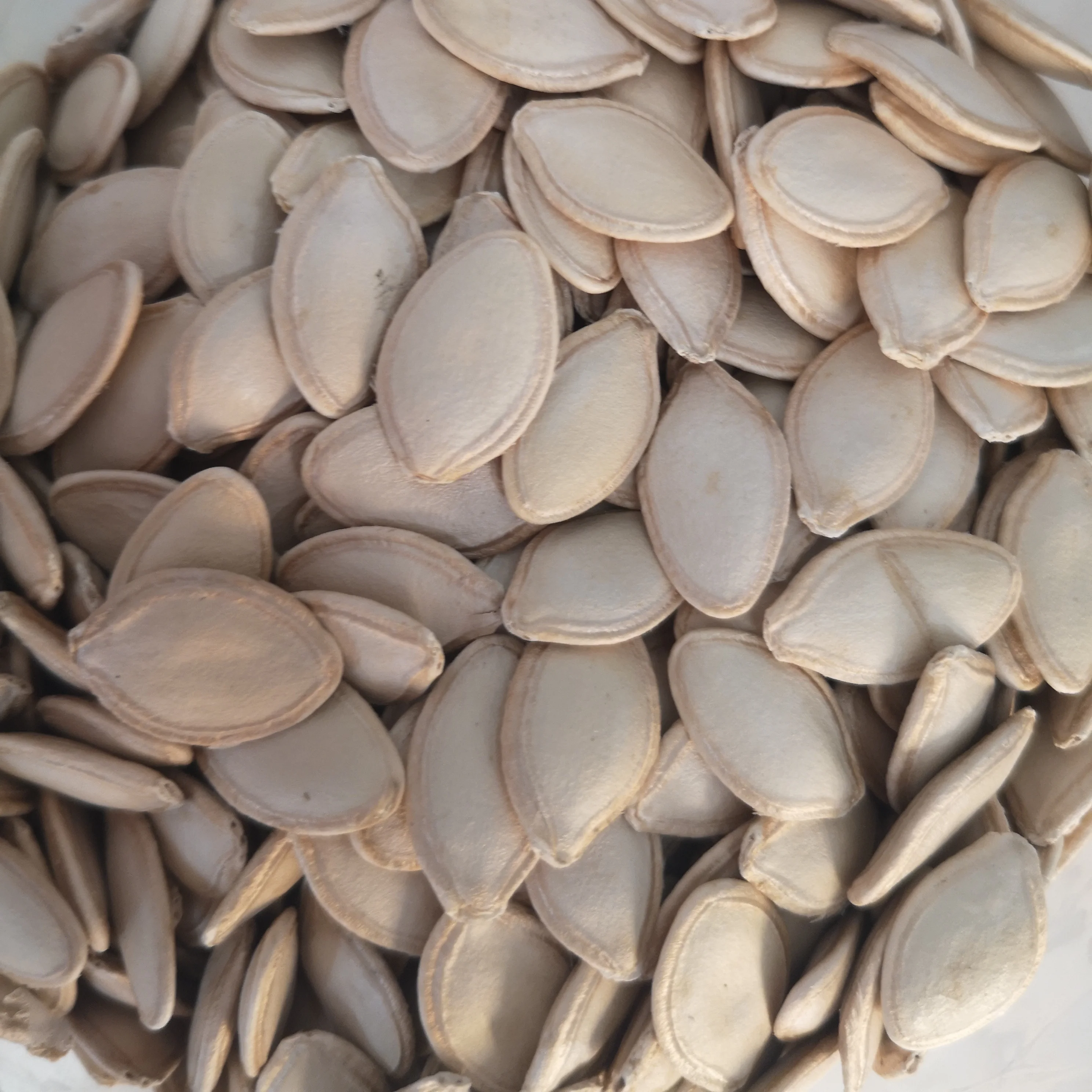 High quality shine skin pumpkin seeds price is cheap for human consumption