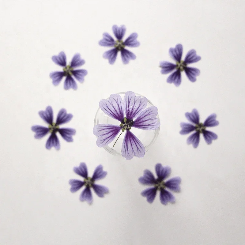 Factory Wholesale DIY material Dried flower pressed Mallow for Phone Case Nail Art Jewelry Postcard candle making decoration