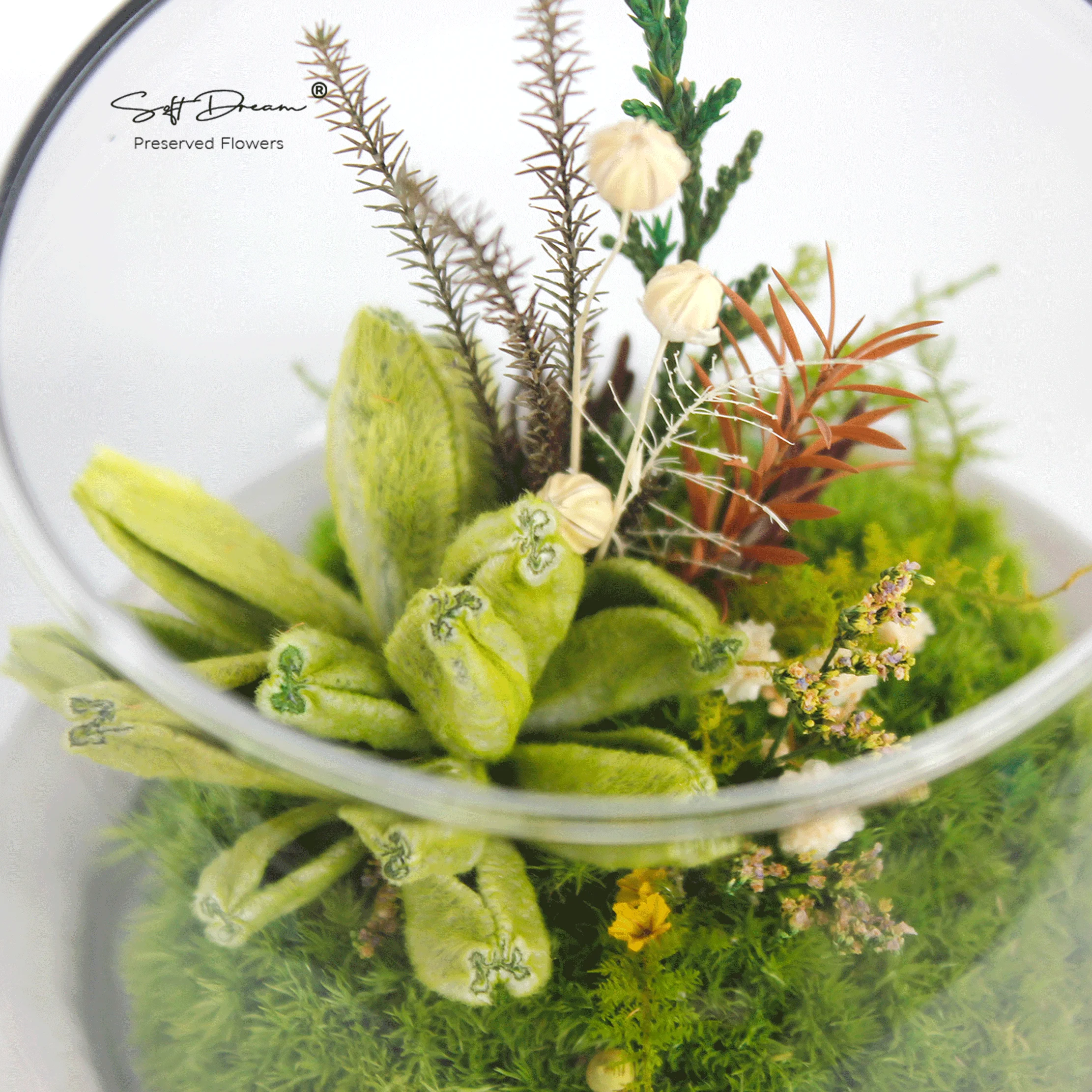 Eternal Beauty: Preserved Moss, Cotton Wool Sage Leaves, and Everlasting Floral Decor for Home and Gift