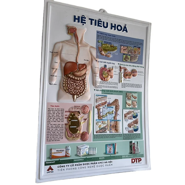 Human  Anatomy Chart 3d Medical Posters Chart  3D  Embossed Gastroenterology Poster