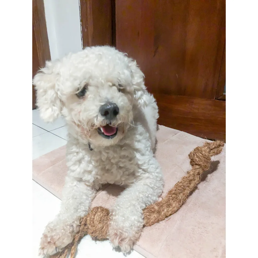 COCO-ECO BRAND Wholesale High Quality Coconut Fiber Ball Dog Chew Toys From Coconut Fiber Dog Chew At The Best Wholesale Price
