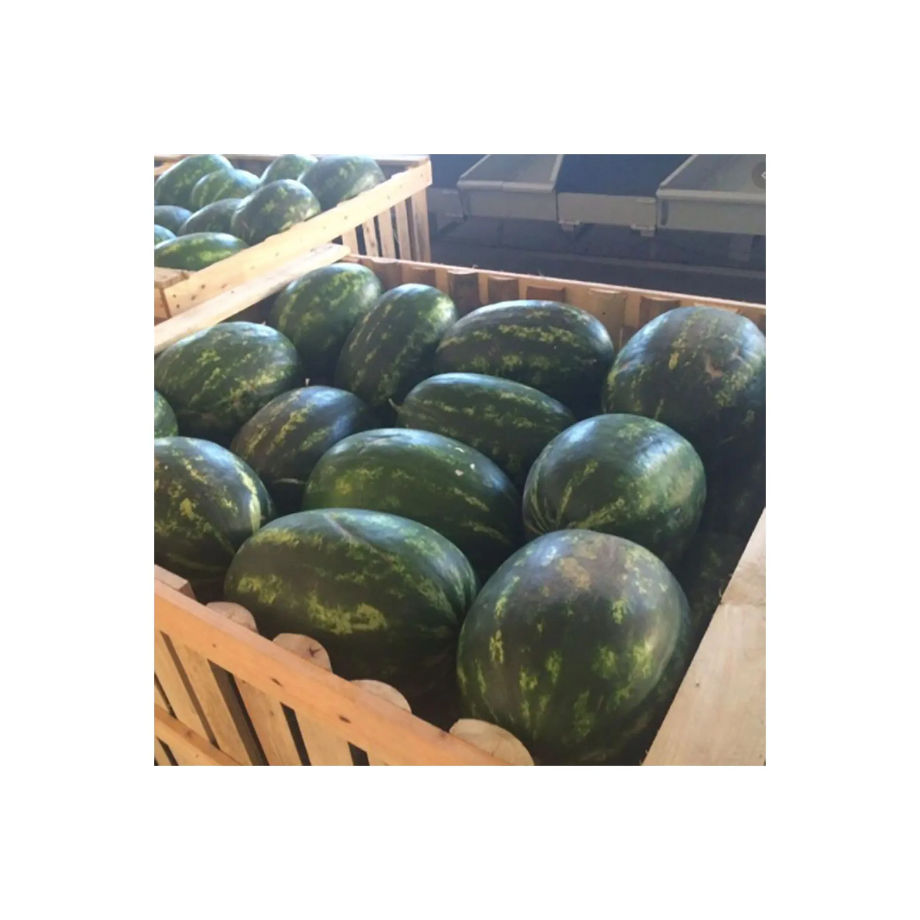 
High quality affordable price fresh fruit sweet watermelon for sale 