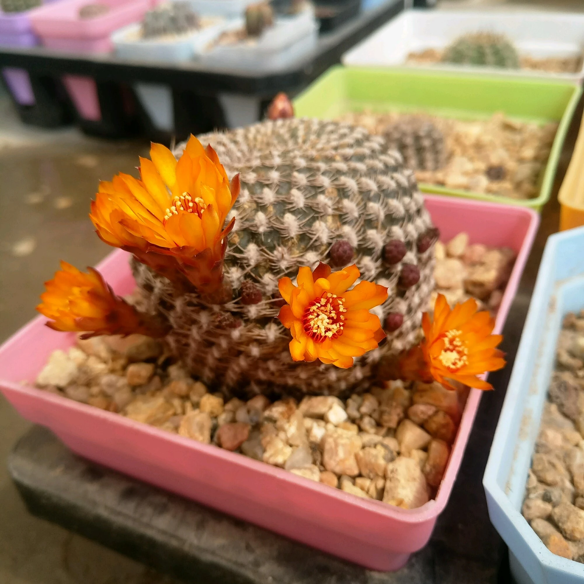 Лидер продаж, натуральный бонсай, мини кактус, декоративный кактус, Sunco rebutia для украшения сада