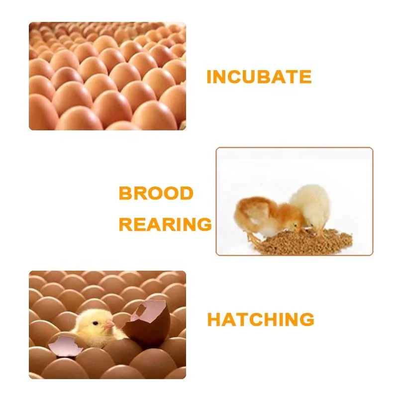 Factory direct supply Trout Fish Ostrich Commercial Duck Egg Hatching Incubator