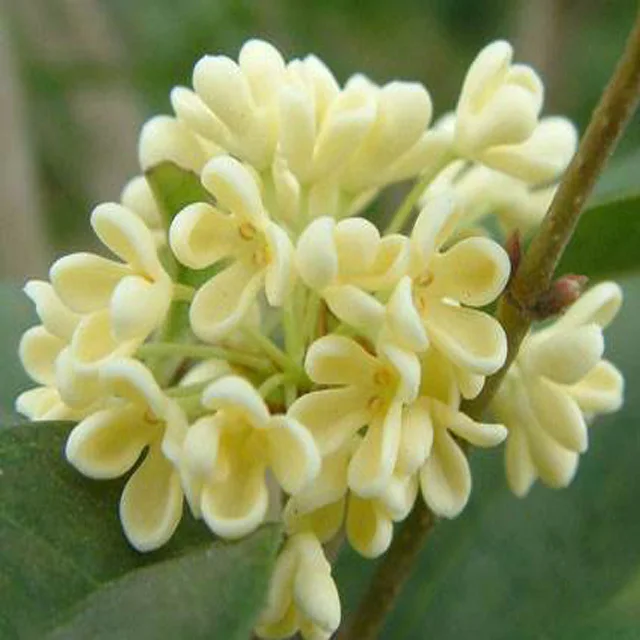 
Flower flavour powder vanilla rose osmanthus lavender industrial fragrances applications for textile paper microcapsules 