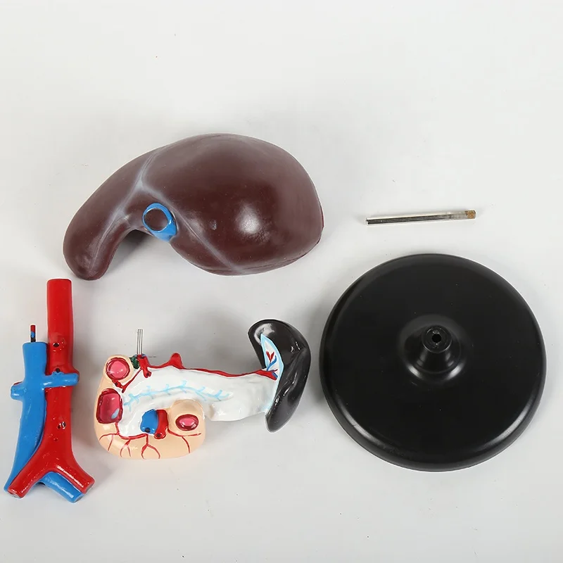 Hepato - pancreaticoduodenal model of liver  striking  blood vessel and pancreas for physical teaching
