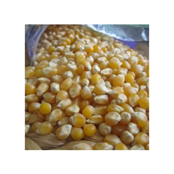 South african high quality low price  yellow maize corn white corn