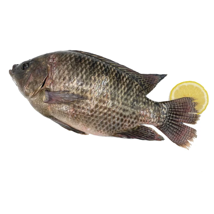 China exporters wholesale price 500-800g fresh frozen tilapia fish