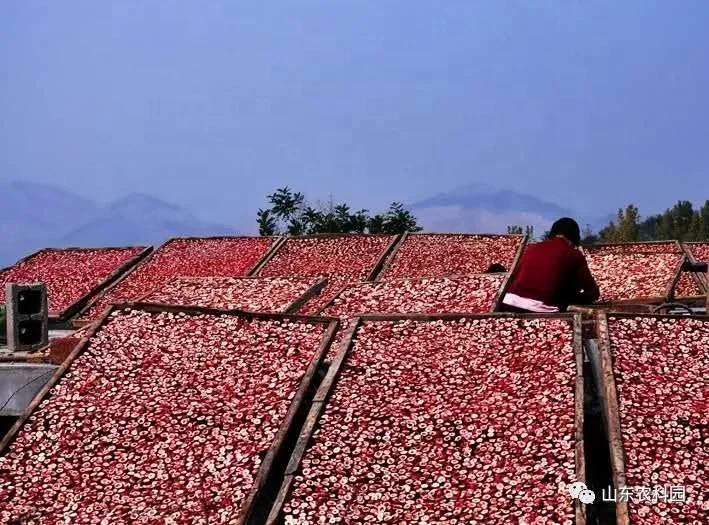 
New hand sorting pitted Hawthorn berry slice/natural food 