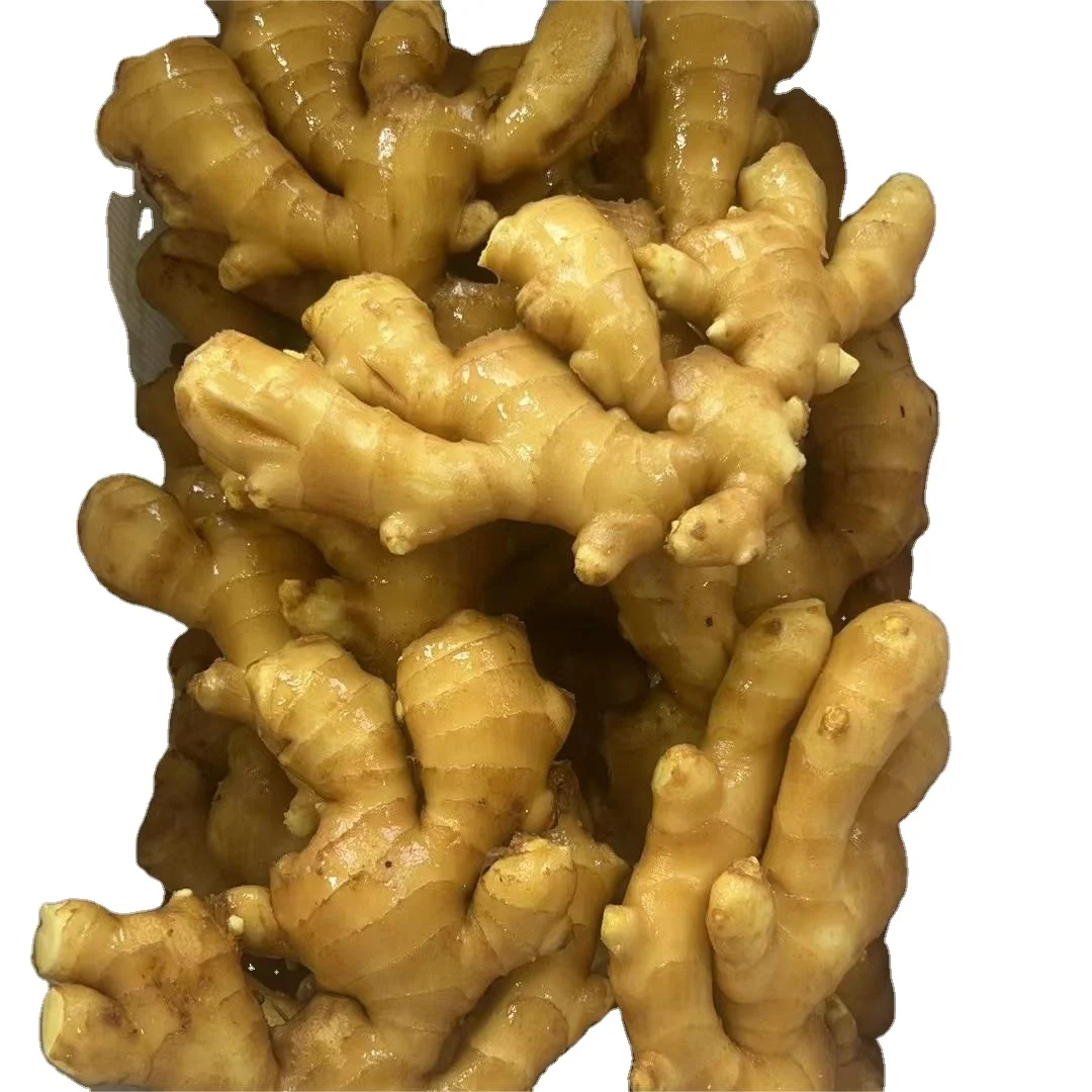 Young ginger sample: Size 100g Chinese factory high quality spicy fresh ginger with good price