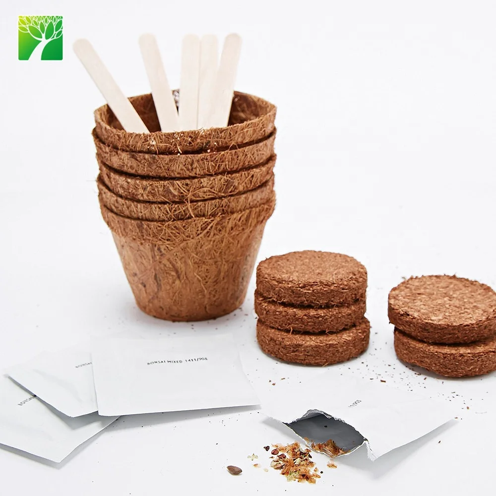 Amazon cheap hot sale real ornamental plants naturally grow chinese bonsai tree kit