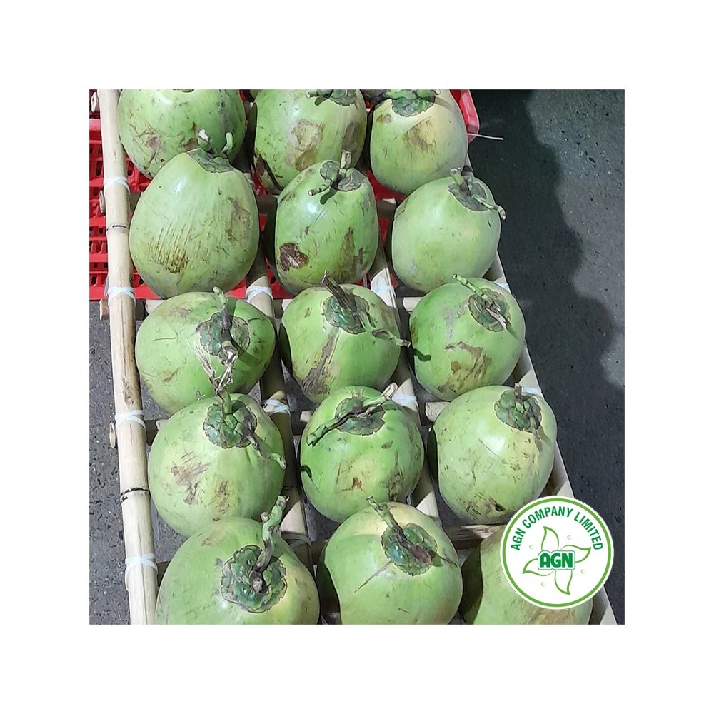 Wholesale Price Market Price of Coconut OEM/ODM Service From Viet Nam Manufacturer +84962246940