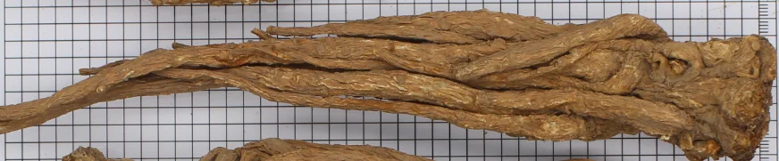 
The high quality of Chinese medicinal materials and the preferential price of Angelica sinensis 