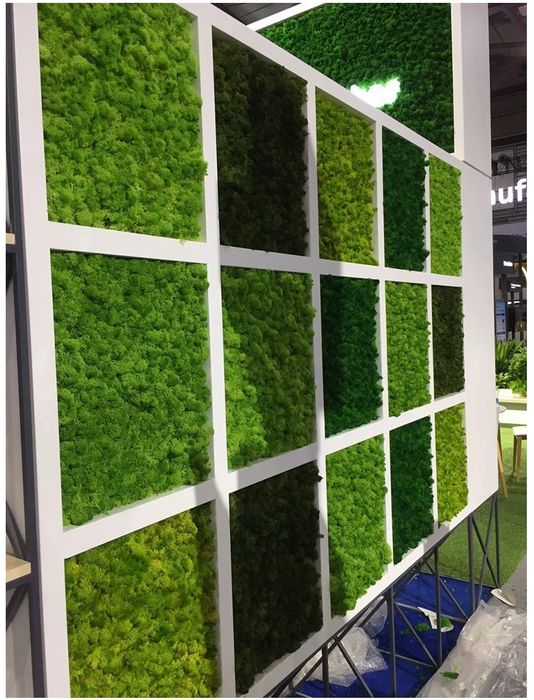 
Yunnan popular real preserved flowers natural moss for moss wall decor 
