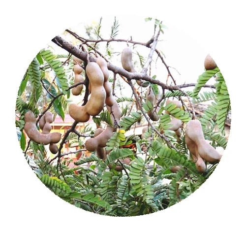 Chinese Rare plant High yield Tamarind seeds/Hot sale Tamarindus indica for seeds fruit seeds