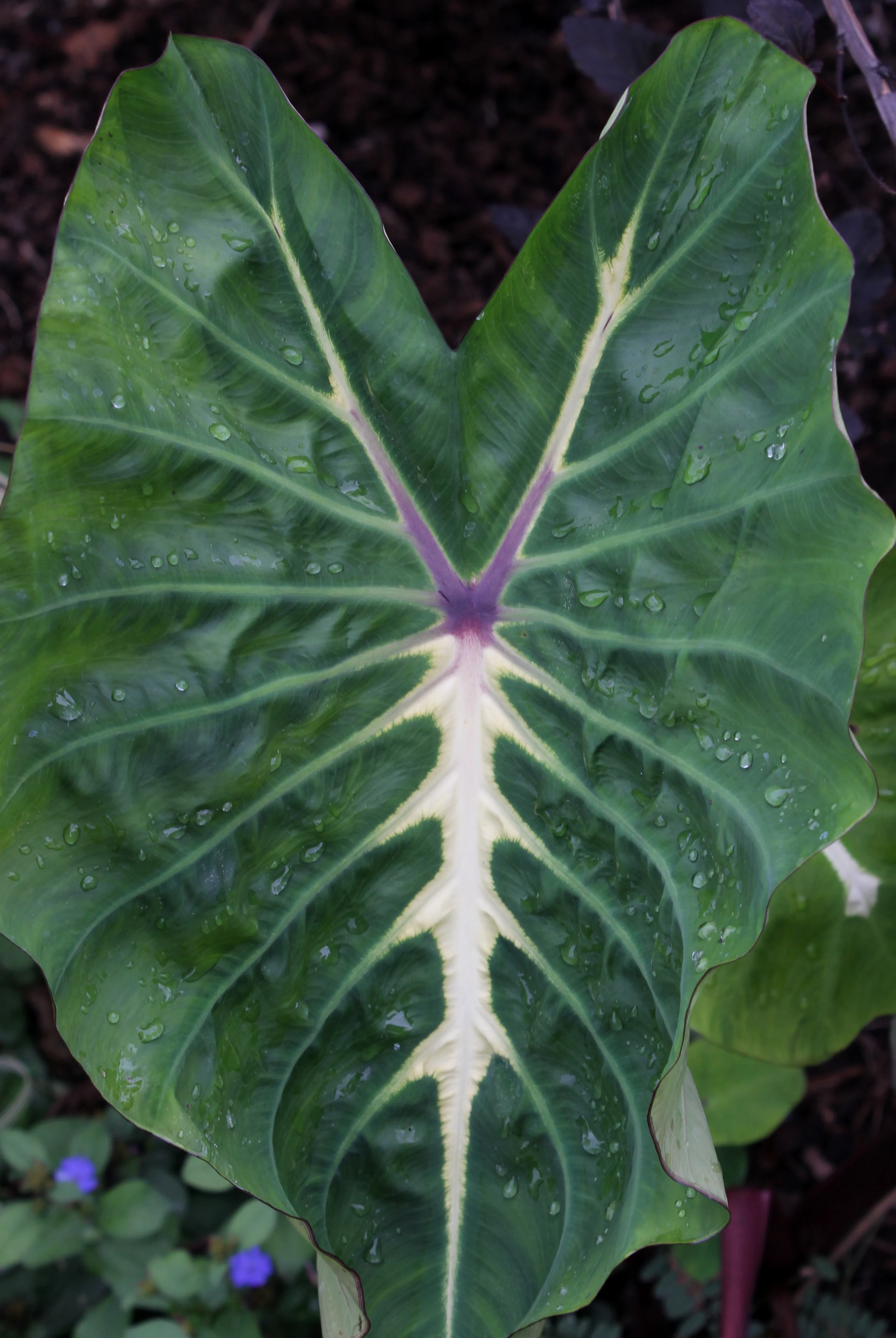 Real plants Indoor ornament Alocasia/Colocasia white lava plant of Indoor ornament  Supplier