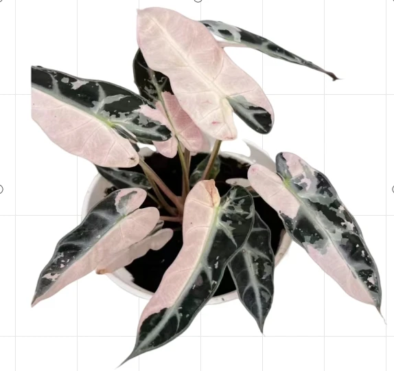 Оптовая продажа суккулентных растений Alocasia Bambino variegata