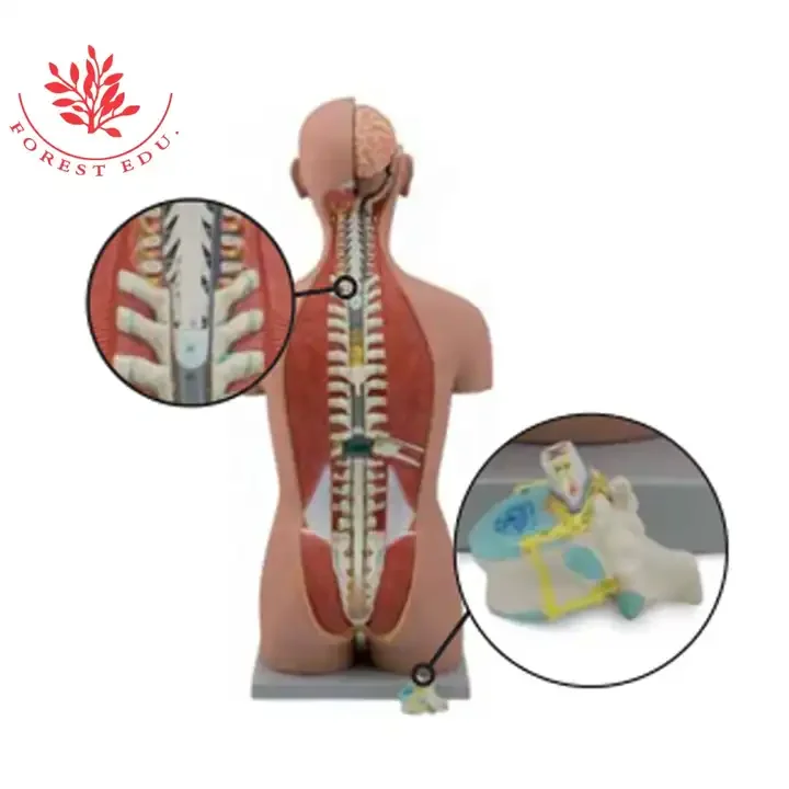Anatomical Torso Model 85cm Torso With Internal Organs 27 Parts Medical 85cm Human Anatomy Torso Model