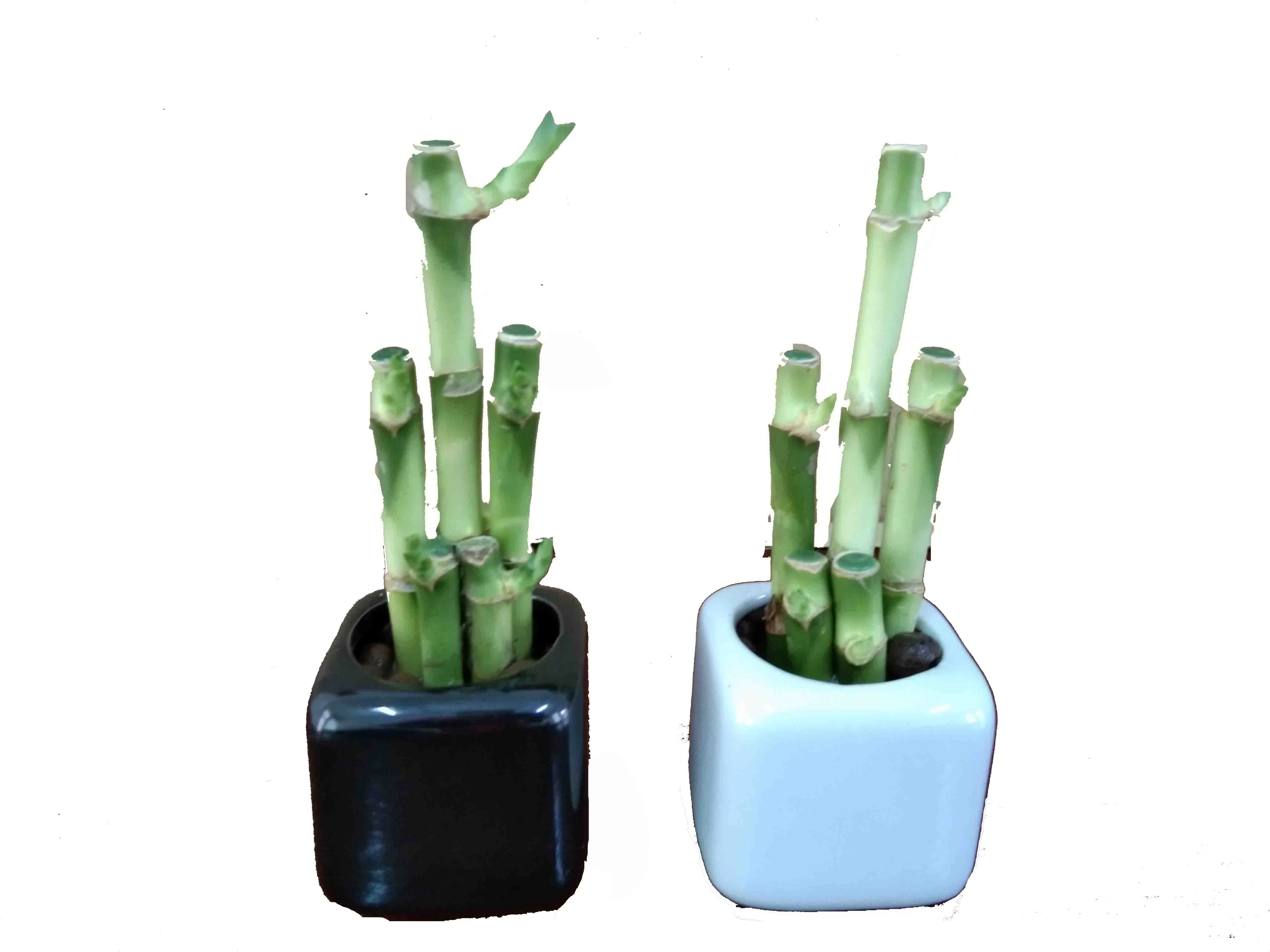 Green lucky bamboo plant 5 in 1 ornamental plantswith good quality Zhanjiang