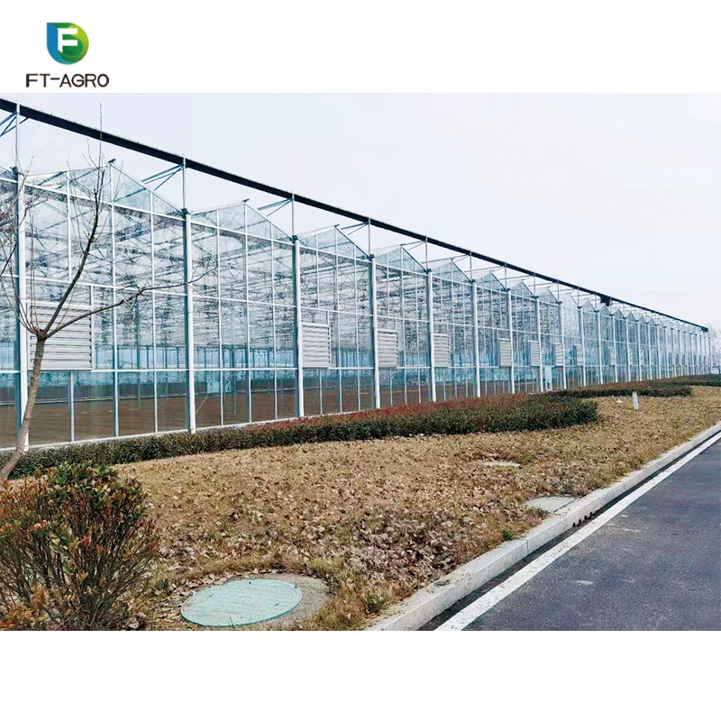 Multi Span Glass Greenhouse For Tomato on sale