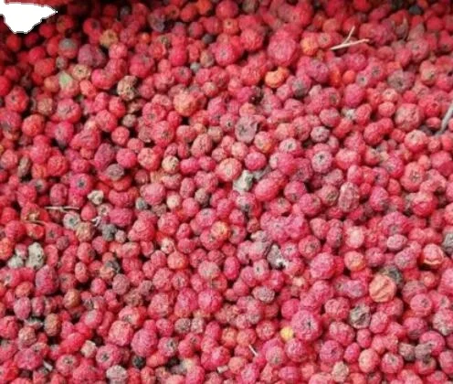 New dried red berries seed Pyracantha fortuneana seeds for home garden