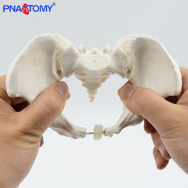 Flexible Pelvis Bone Model Reduced Size
