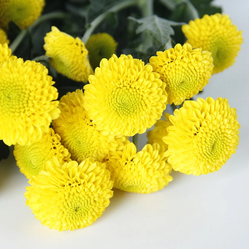 New Style Sprayed Chrysanthemums Kaku Fresh Cut Flowers Bouquet Wedding Home Decor