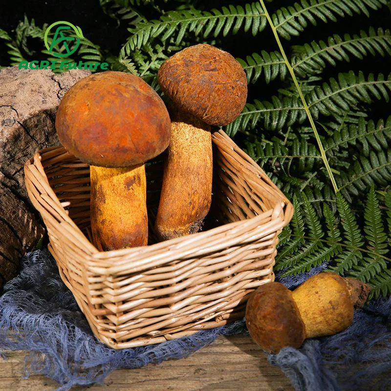 Оптовая продажа, boletus edulis, хорошее качество, свежие грибы porcini
