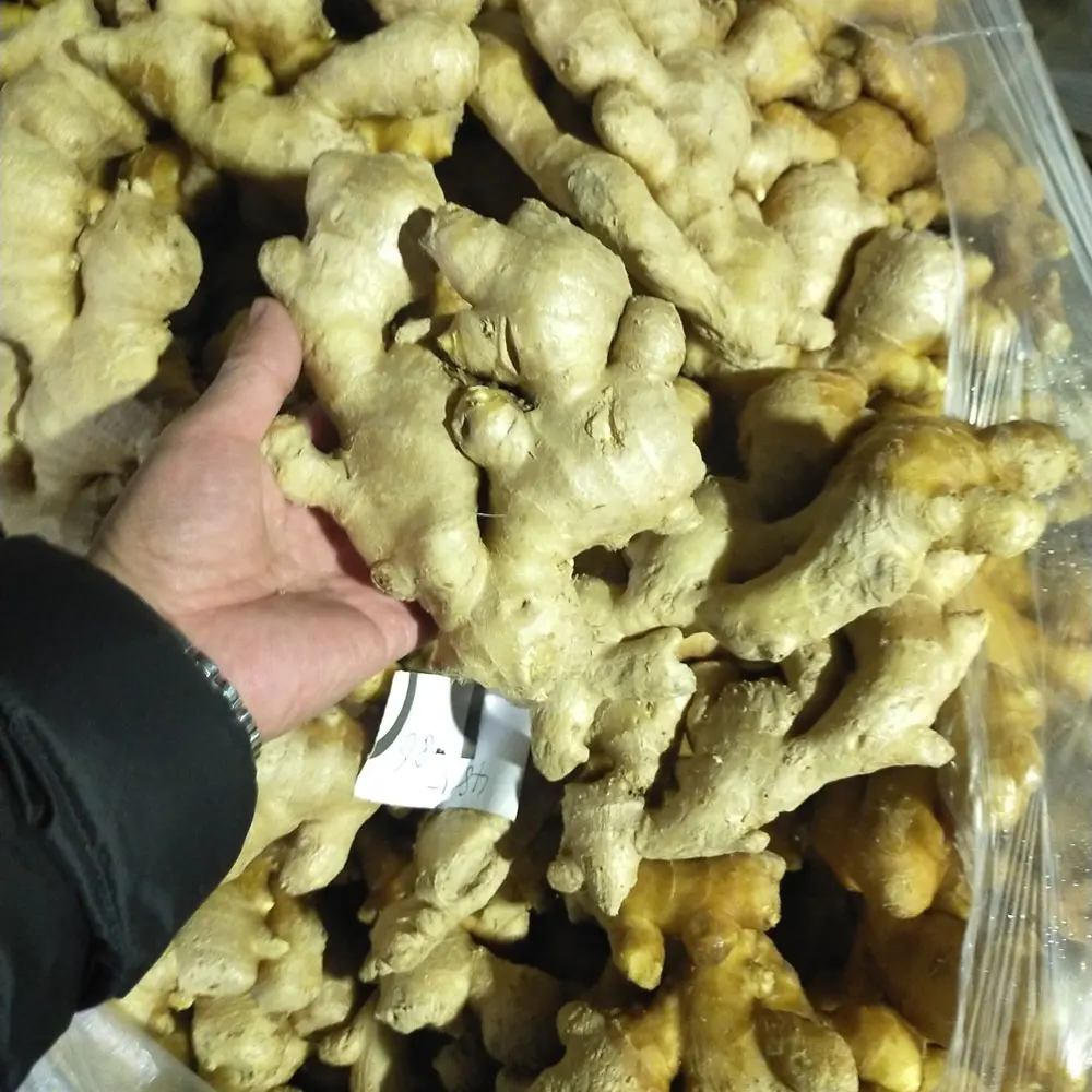 2023 new crops Fresh Dry jengibre Buy Dried Ginger Buyers For Wholesale China Ginger For Sale Cheap Price