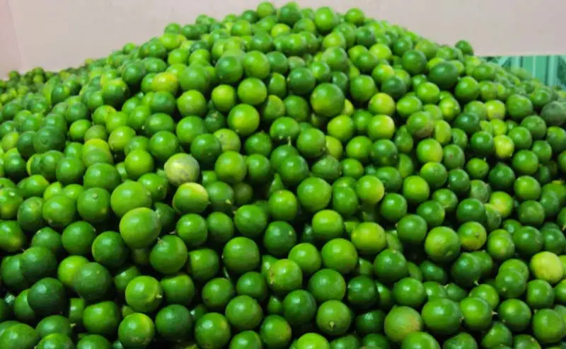 
High Quality Fresh Green Lemon Fresh Green LEMON - LIME - Citrus seed seedless 