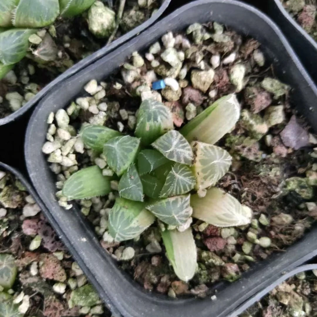 3-5cm Plant haworthia cooperivar.venusta Decor for Nursery Real  Indoor Outdoor Plants