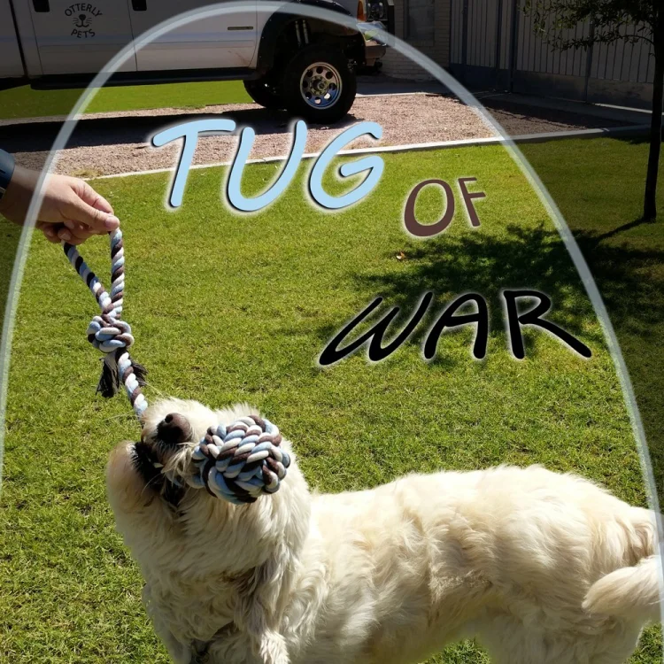 Wholesale Hot Sale 5Pack handmade Cotton Knot Rope Dog Toy Ball Set For Pet Dog Chew Clean Teeth