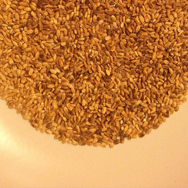 
Barley Grains Premium Barley Seeds/Animal feed barley/bulk barley grains Malted Barley Malt grain for sale Top Grade 