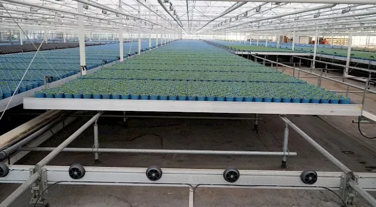 Agricultural movable seedbed ebb and flow rolling table greenhouse seedbed bench