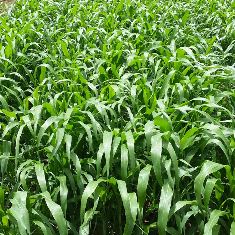 High Protein Fodder Seeds Grass Sweet Sorghum Seeds For Pasture
